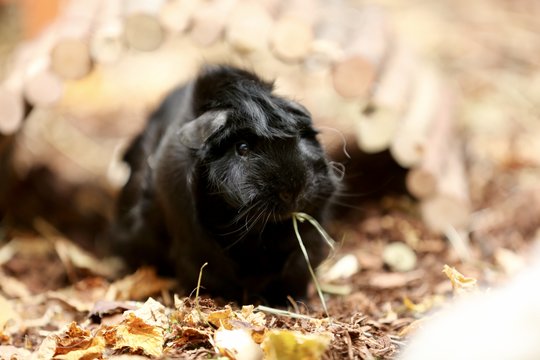 Kaninchen, Kaninchenfutter