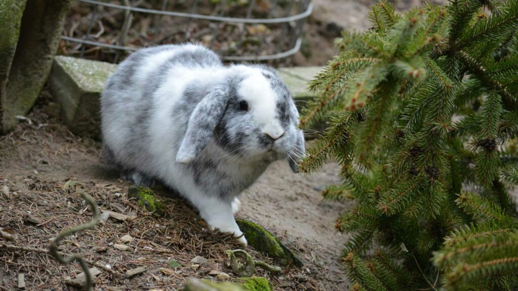 Kaninchenfutter und Meerschweinchenfutter, Futter für Meerschweinchen und Kaninchen