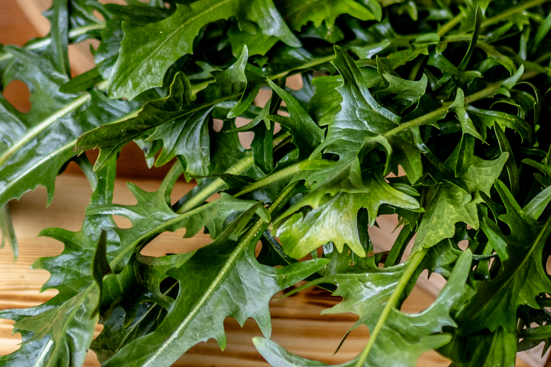 Catalogna "Löwenzahnsalat"