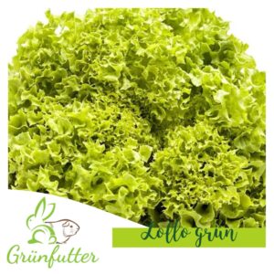 Lollo grün