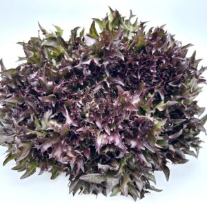 Salanova Crispy rot